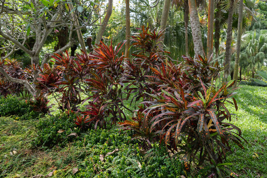 Croton foliage plant in a landscaped garden bed. Variegated leaves with strong colour contrast, tropical gardening, and ornamental shrubs for outdoor landscaping projects.