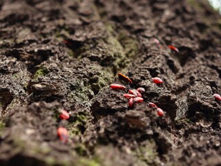 soldier bugs, or wingless red bugs (Pyrrhocoris apterus), many insects on the bark of an old tree, close-up