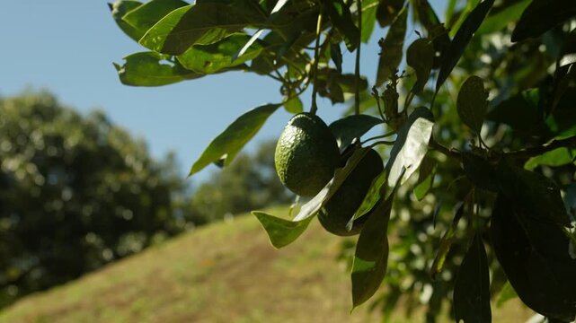 SLOW MOTION CLOSE UP SHOT OF AN AVOCADO HANGING OUT OF A TREE IN A FARM IN MICHOAC&Aacute;N WHILE THE WIND MOVES THE FRUIT
