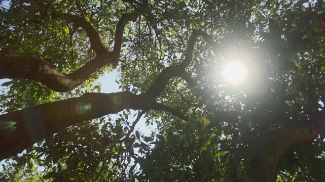 SLOW MOTION SHOT OF AVOCADO TREE TOPS FROM BELOW, WITH THE SUN LEAKING BEHIND THE BRANCHES