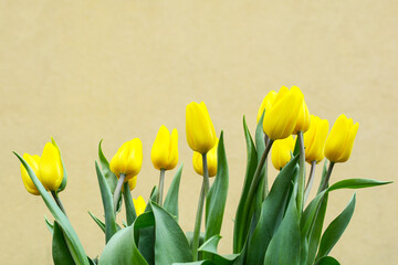 Bouquet of yellow tulips and willow branches with fluffy inflorescences. Spring symbols