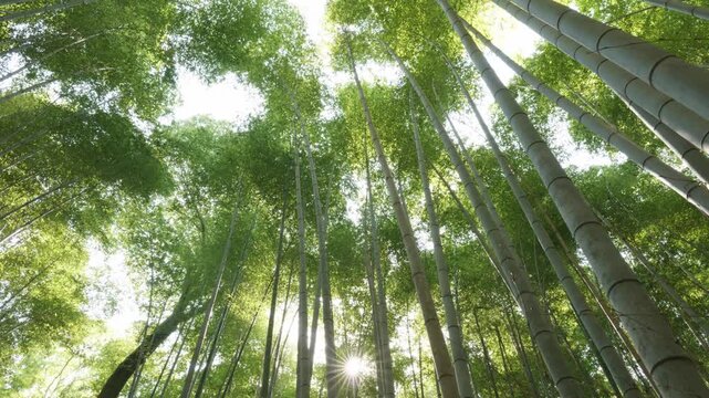 Sun shining through bamboo trees in Arashiyama, Kyoto, Japan.