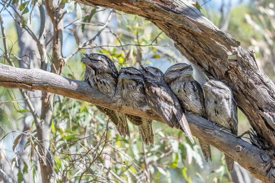 Five tawny frogmouths camouflaged on a tree branch at Tangari Regional Park
