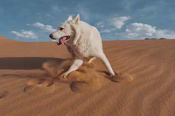A large white dog is frozen in a funny mid-jump pose on a sandy dune in Mongolia's Gobi Desert. The wind's ripples and the dog's footprints are visible in the golden sand.
