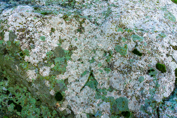 Obraz premium The gray stone is covered with green lichen. The structure of the lichen and the pattern of the rock are visible.