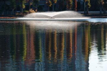 映るメタセコイア