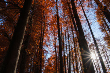 メタセコイアの輝き