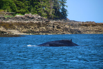 Dorsal fin of Humpback whale in the Wrangell area of Alaska, United States