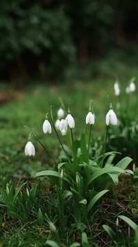 blooming snowdrops against a blurred background in a garden in early spring. High quality FullHD footage