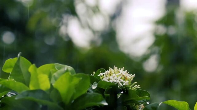 Rain falling on white ixora flowers and green leaves in a dark moody garden with bokeh background