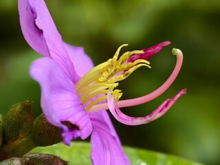 close up of melastoma malabathricum flower