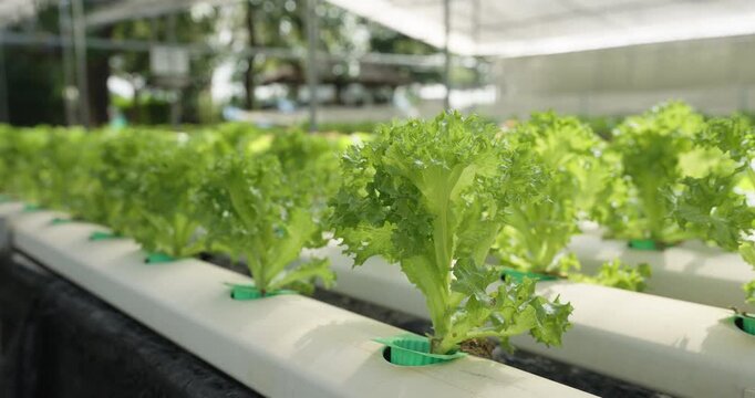 Slowmotion closeup hydroponic vegetable plant greenhouse Thailand crisp green lettuce growing plastic trough modern agriculture organic farming natural food production environment controlled