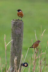 The European stonechat (Saxicola rubicola) is a small passerine bird that was formerly classed as a subspecies of the common stonechat.