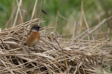 The European stonechat (Saxicola rubicola) is a small passerine bird that was formerly classed as a subspecies of the common stonechat.