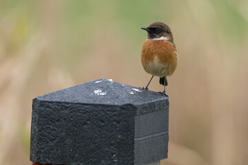 The European stonechat (Saxicola rubicola) is a small passerine bird that was formerly classed as a subspecies of the common stonechat.