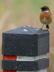 The European stonechat (Saxicola rubicola) is a small passerine bird that was formerly classed as a subspecies of the common stonechat.