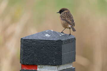 The European stonechat (Saxicola rubicola) is a small passerine bird that was formerly classed as a subspecies of the common stonechat.