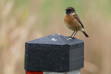 The European stonechat (Saxicola rubicola) is a small passerine bird that was formerly classed as a subspecies of the common stonechat.