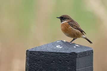 The European stonechat (Saxicola rubicola) is a small passerine bird that was formerly classed as a subspecies of the common stonechat.