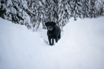 Labrador standing on a snowy path, black Labrador puppy