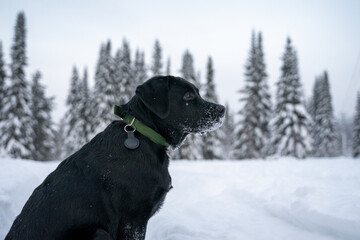 profile of a black Labrador puppy