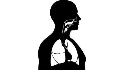Human respiratory system anatomy with transparent background