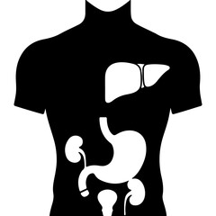 Human anatomy organs outline with transparent background