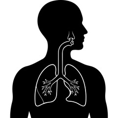 Human respiratory system anatomy with transparent background