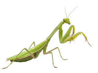 Isolated predatory mantis posing in defensive position with long antennae, green color