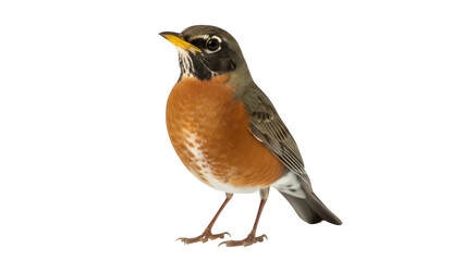 Isolated American Robin songbird perched upright, standing, facing to the left slightly