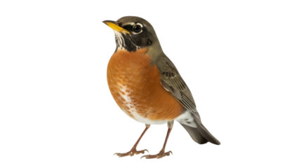 Isolated American Robin songbird perched upright, standing, facing to the left slightly