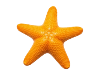 Isolated orange starfish on a plain backdrop perfect for marine or summertime concepts