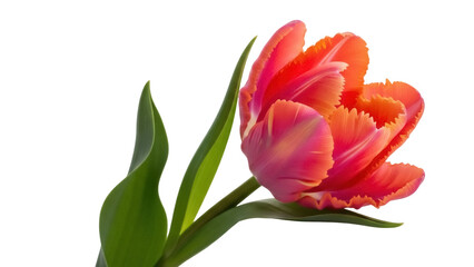 Isolated Tulip Flower in Bloom with Orange, Pink, and Green Colors, Spring Botanical Image
