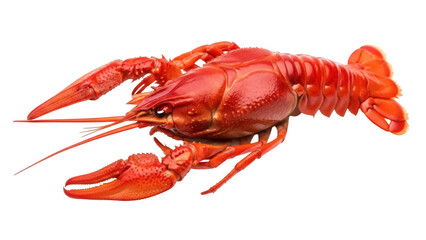 Isolated red crawfish on a clean backdrop, delicious seafood delicacy ready to be served