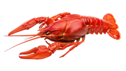 Isolated red crawfish on a clean backdrop, delicious seafood delicacy ready to be served
