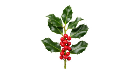 Isolated sprig of Christmas holly with red berries, festive seasonal plant, winter holiday decor