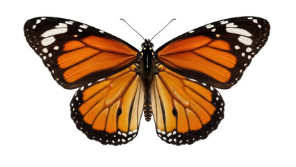 Isolated Monarch butterfly spreading wings, nature and wildlife, beauty in nature, insect