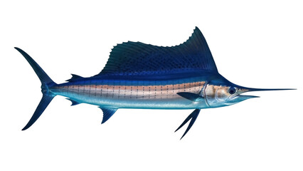 Isolated Sailfish, marine predator, impressive dorsal fin and spear-like bill, elegant, oceanic