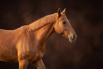Portrait of a beautiful chestnut horse