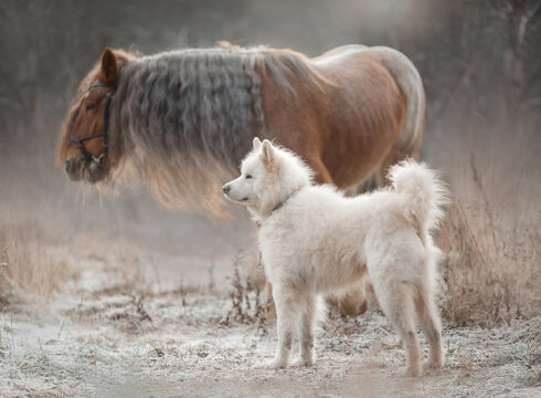 Brown tinker horse with a long mane standing beside a  Samoyed dog