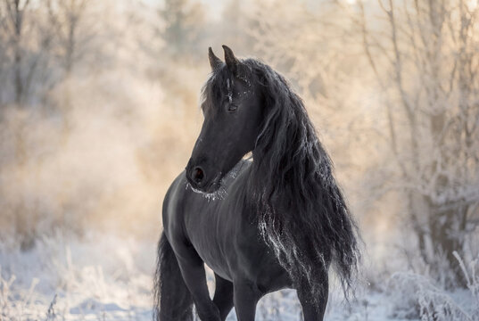 Black Friesian horse with a long, wavy mane a winter