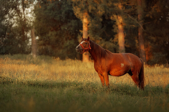 A chestnut Welsh pony horse stands in a grassy meadow
