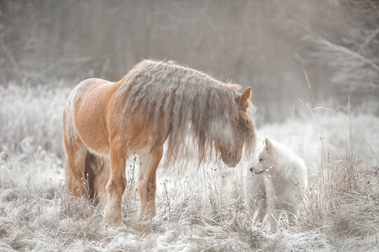 Brown tinker horse with a long mane standing beside a Samoyed dog