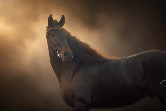 A majestic chestnut andalusian (PRE) horse