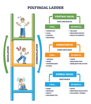 Polyvagal ladder states illustrate regulation shifts, ladder, arrows, and text boxes map ventral vagal, sympathetic, and dorsal vagal with cues for feelings and body. Outline diagram