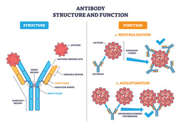 Antibody structure and function, Y shaped immunoglobulin binds antigens to neutralize and agglutinate pathogens, key parts include heavy-light chains and variable regions. Outline diagram