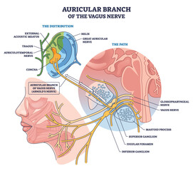 Vagus nerve auricular branch shown coursing to the ear, mapping its path and ganglia, key elements, ear anatomy, nerve fibers, superior-inferior ganglion. Outline diagram