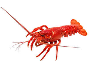 Isolated lobster freshly cooked, ready to eat with its beautiful red shell on display seafood