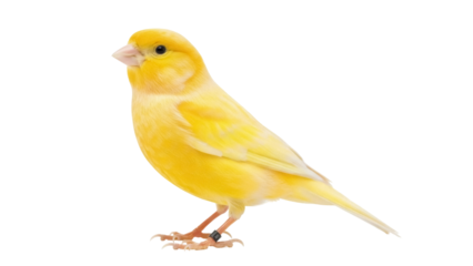 Isolated canary bird perched, vibrant plumage, capturing avian beauty, showcasing natural grace