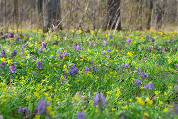 Obraz premium yellow and purple Wildflowers in a Sunny Forest Meadow